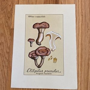 Vintage Mushroom Litho